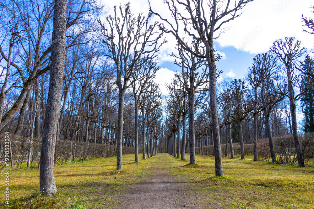 Obraz premium Spring Alley in Pavlovsky Park