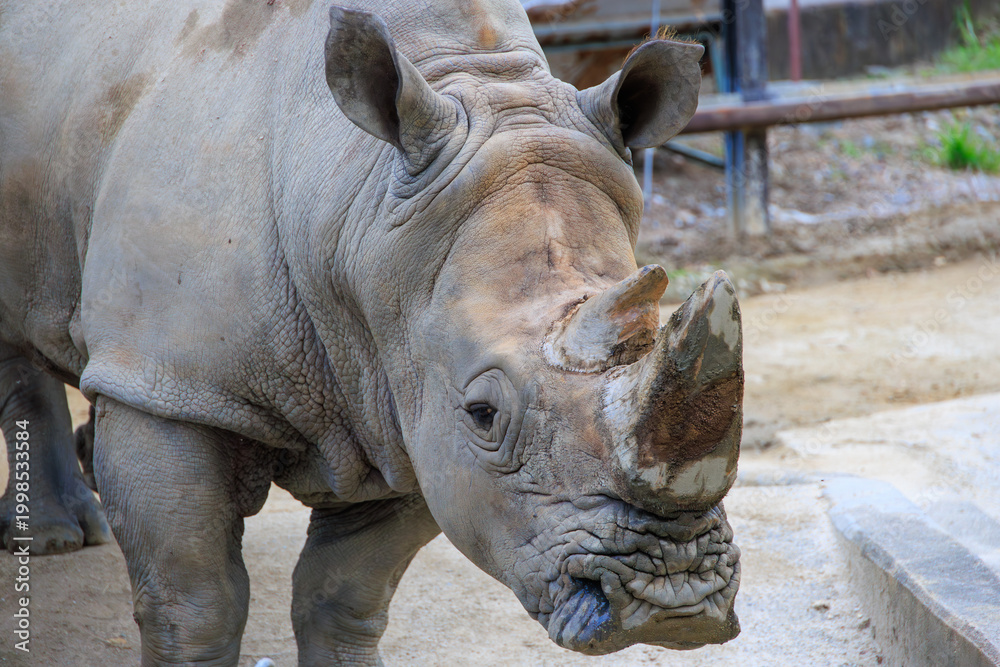 Fototapeta premium 動物園のミナミシロサイ