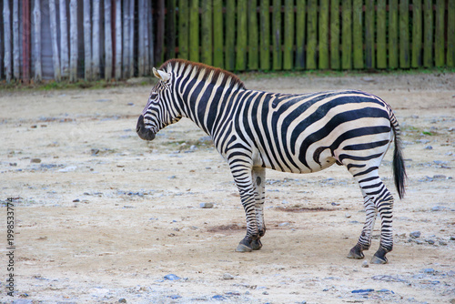 Bild auf Leinwand 動物園のシマウマ