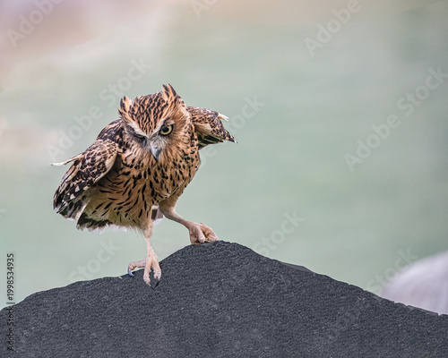A Buffy Fish Owl