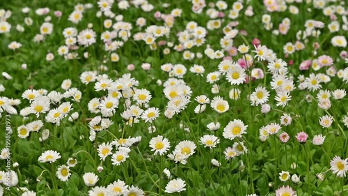 A lush meadow densely covered with blooming common daisies (Bellis perennis) featuring white petals and bright yellow centers, with occasional pink daisy varieties scattered throughout vibrant green
