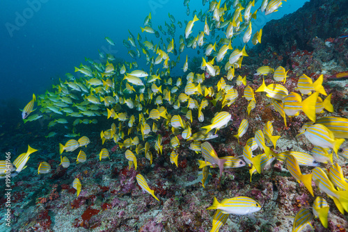 coral reef with fish