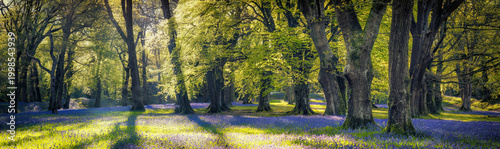 Quadro em tela Bluebell woodland devon england uk