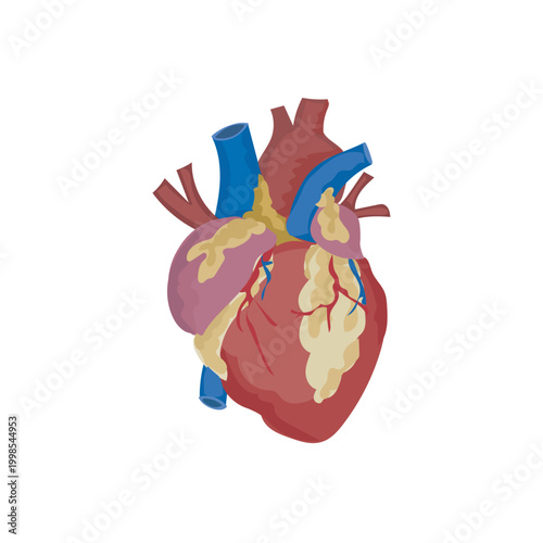 Detailed anatomical vector illustration of a human heart, showcasing its intricate structure, arteries, and veins, vital for medical and educational graphic design projects.