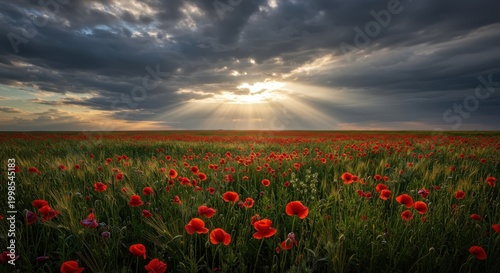 Vast field of vibrant red blossoms stretches beneath dramatic, sunlit clouds at dusk