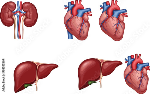 Human internal organs vector illustration set with brain, heart, lungs, liver, kidneys and digestive system anatomy collection