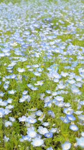 ネモフィラの花から花へ飛び回るミツバチの様子を手持ちで撮影した動画