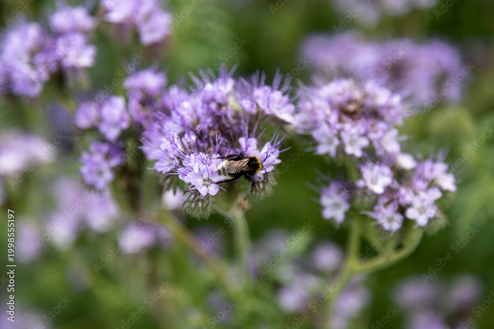 Fototapeta premium Macro view of wildflower and bee capturing nectar natural botanical summer atmosphere