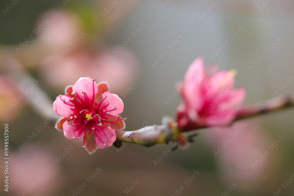 Obraz premium Beautiful blossoming peach tree with pink flowers outdoors, closeup