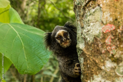 Sagui, serra da Cantareira Mairiporã - São Paulo
