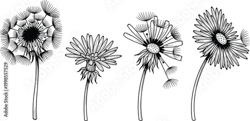 Dandelion flower sketch set showing different stages of blooming and seeds blowing in wind for nature design work.