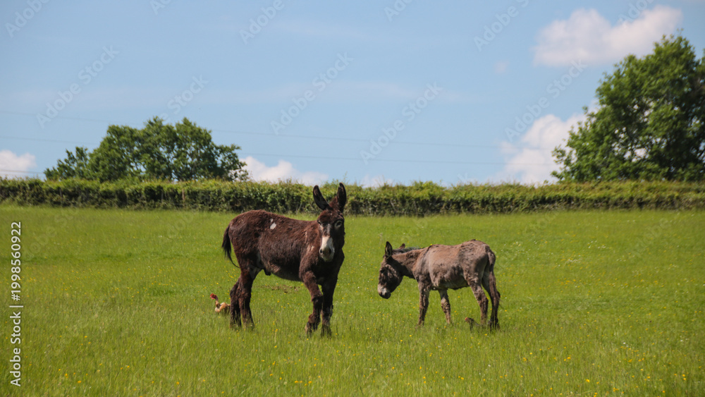 Fototapeta premium âne et ânon dans une prairie au printemps