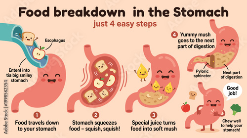 An Animated Explanation of the Stomach's Food Breakdown Process in Four Easy Steps