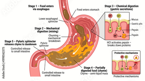Diagram Illustrating the Complex Stages of Human Gastric Digestion and Its Mechanisms