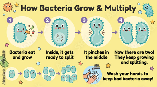 Visual explanation of how bacteria reproduce and the importance of hand hygiene for preventing