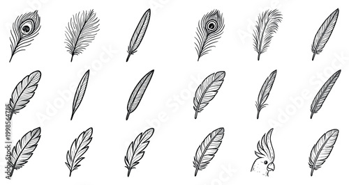 Feather icons with plume quill and cockatoo outline delicate