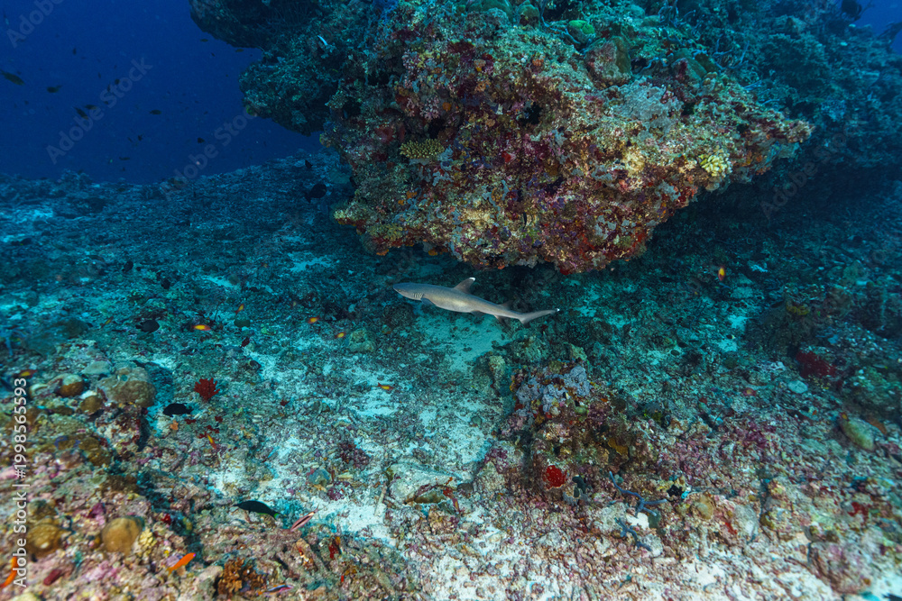 Obraz premium coral reef with fish