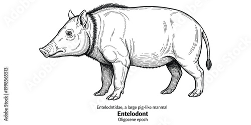 Entelodont prehistoric pig like mammal Oligocene epoch illustration.