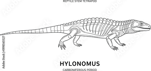Hylonomus reptile stem tetrapod from Carboniferous period, black and white line drawing.