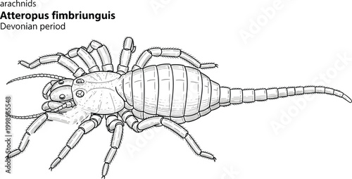 Atteropus fimbriunguis arachnid from Devonian period, black and white line drawing.