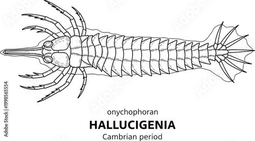 Hallucigenia onychophoran from Cambrian period, black and white line drawing.
