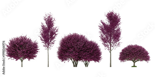 Set of decorative purple leaf trees and bushes for landscape design