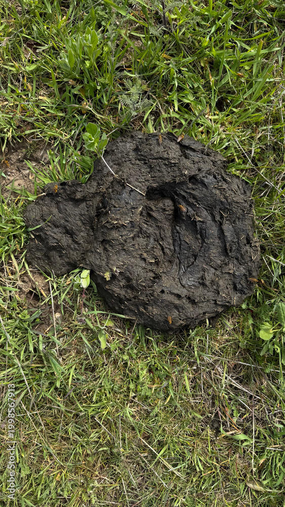 Fototapeta premium Animal manure on grass used as natural fertilizer. Agricultural and ecological concept