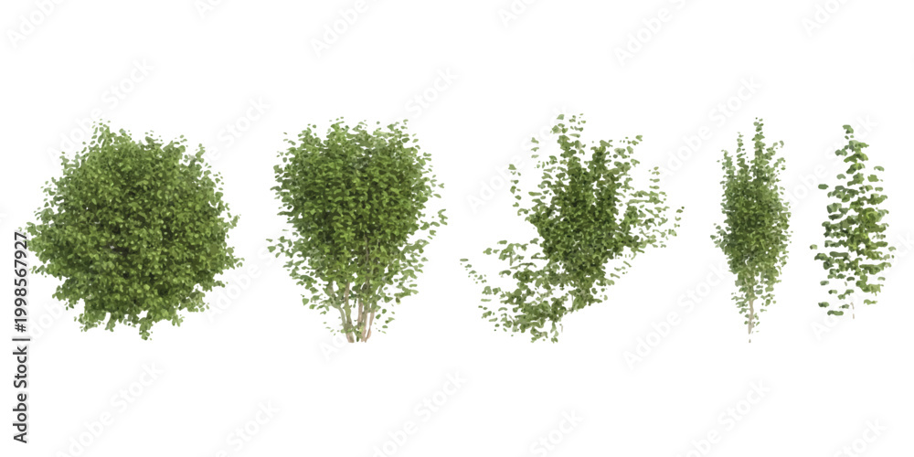 Fototapeta premium Set of five different green bushes and small garden shrubs for landscaping design