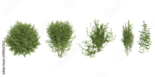 Set of five different green bushes and small garden shrubs for landscaping design