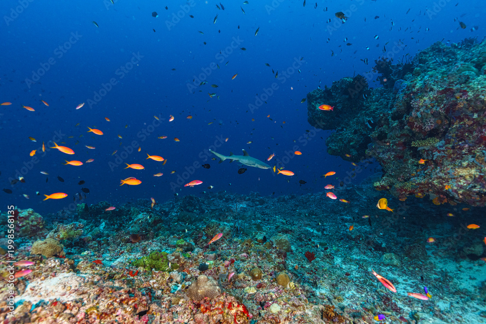 Fototapeta premium coral reef with fish