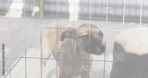 Obraz Standing medium tan dog tilting head behind wire fence at paved yard with bollard and HUD-overlays