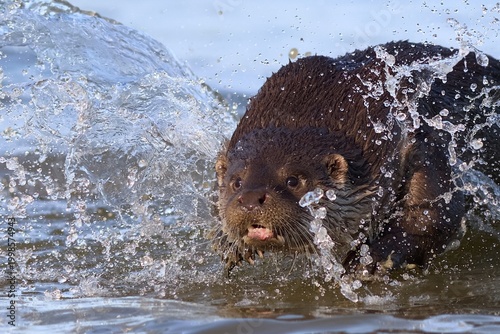 A river otter emerges from the water like a demon