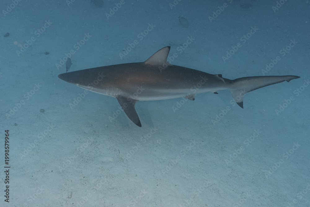Fototapeta premium shark in the sea