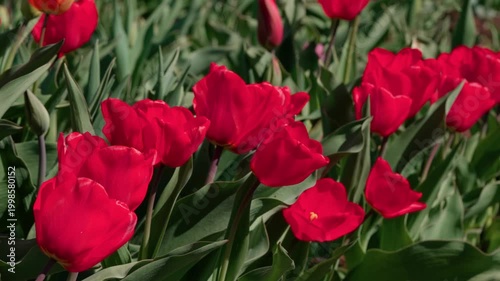 Red cup-shaped tulips with dark green leaves. Many flowers grow in a flower bed. Close-up.