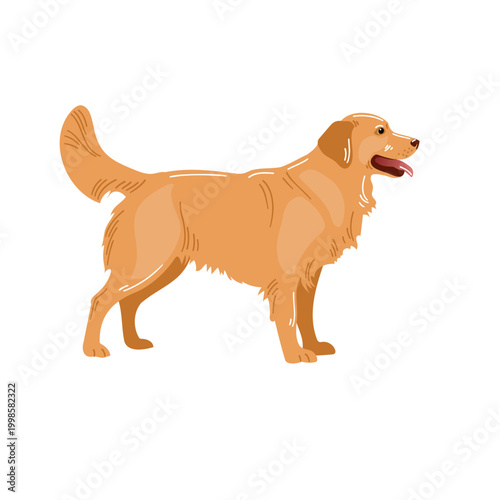 Golden retriever stands with tail up in a simple setting ready for playtime in the afternoon sun at home or park