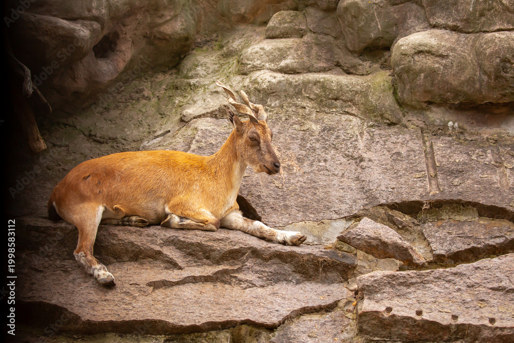 Obraz premium A wild ibex. A markhor (Capra falconeri), a wild goat native to Central Asia, the Karakoram, and the Himalayas, sits atop a cliff. Males have tightly curled, corkscrew-shaped horns up to 160 cm long.