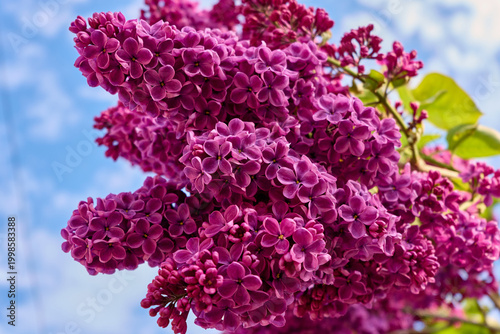 bright lilac blooming in spring