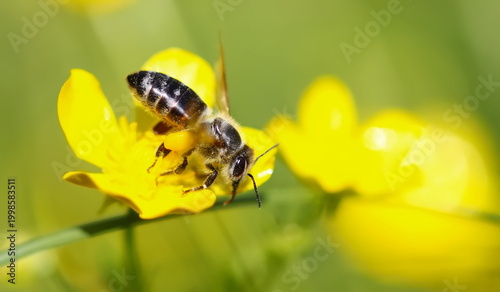 Canvas Print Beautiful honey bee collects pollen from yellow flower background