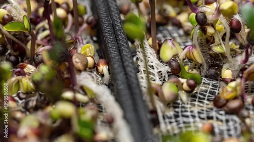 Growing Microgreens Mix in Hydroponic System Macro Timelapse Healthy Superfood Concept