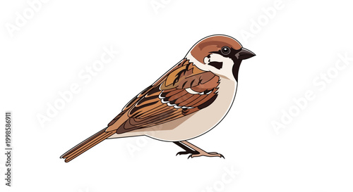 Sparrow Bird Standing on One Leg.