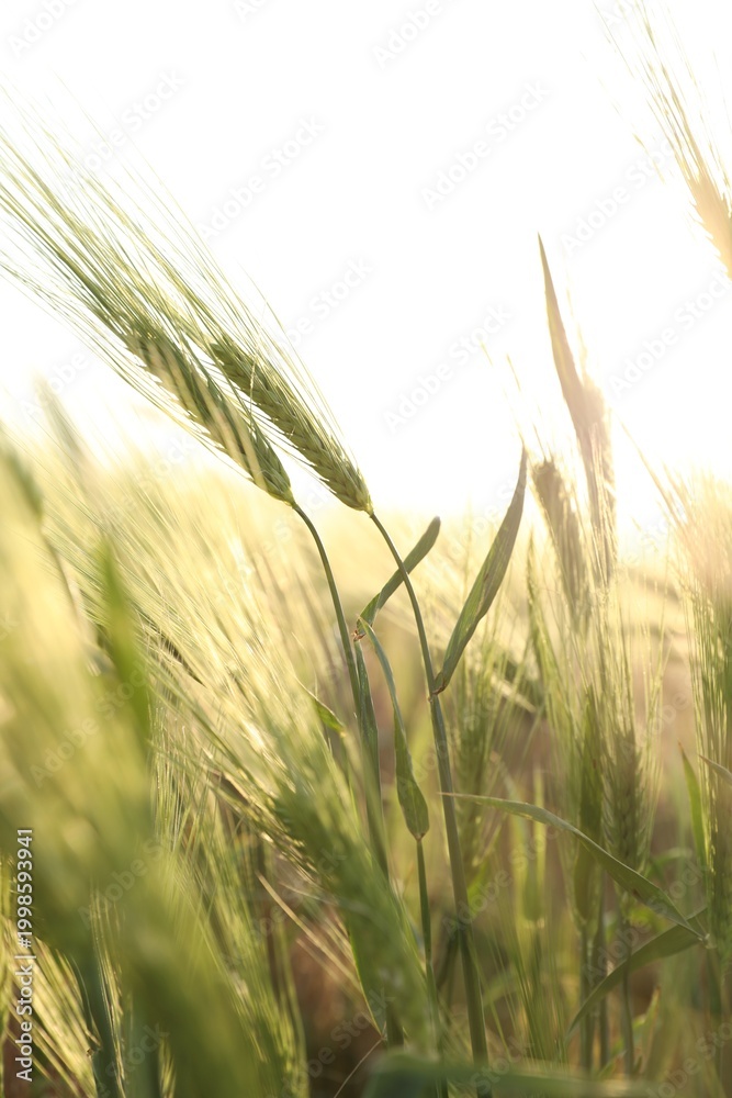 Fototapeta premium Many wheat spikes growing in field outdoors, closeup