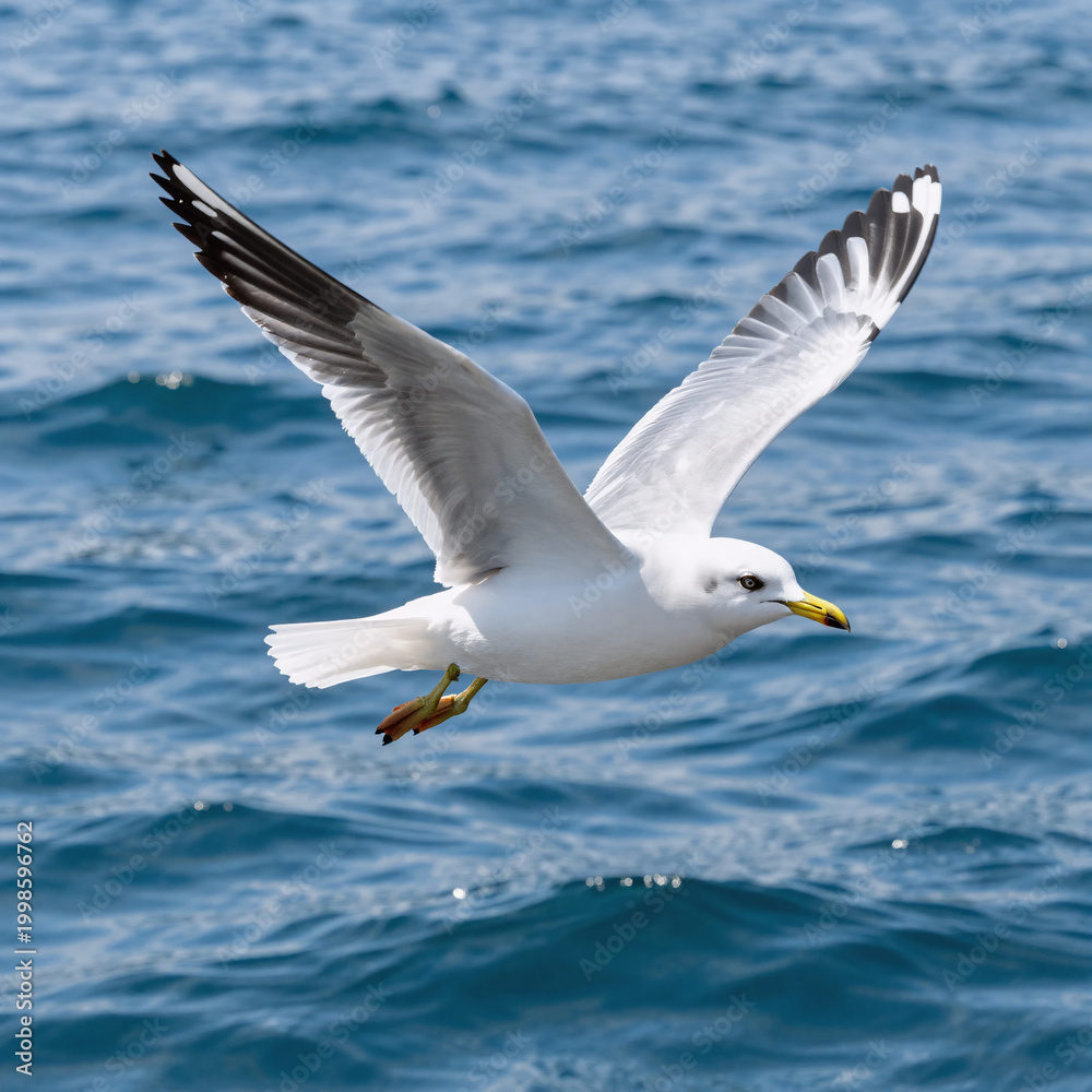 Fototapeta premium Indian Miniature Ocean Fly. Seagull Flying Over The Ocean