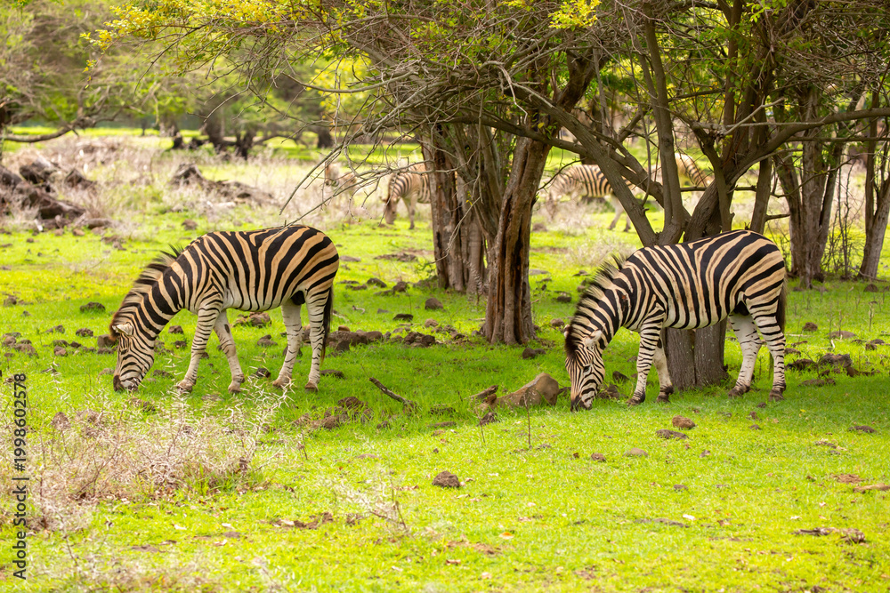 Naklejka premium Zebras walking in a green meadow and eating grass. African zebras in the savannah. Wild animals in their natural habitat.