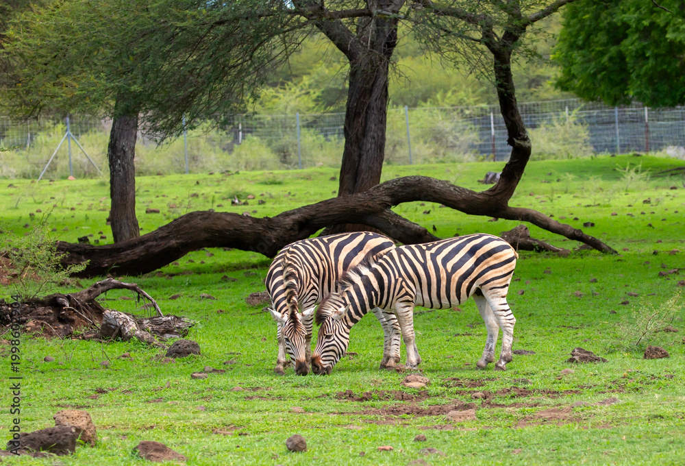 Obraz premium Zebras walking in a green meadow and eating grass. African zebras in the savannah. Wild animals in their natural habitat.