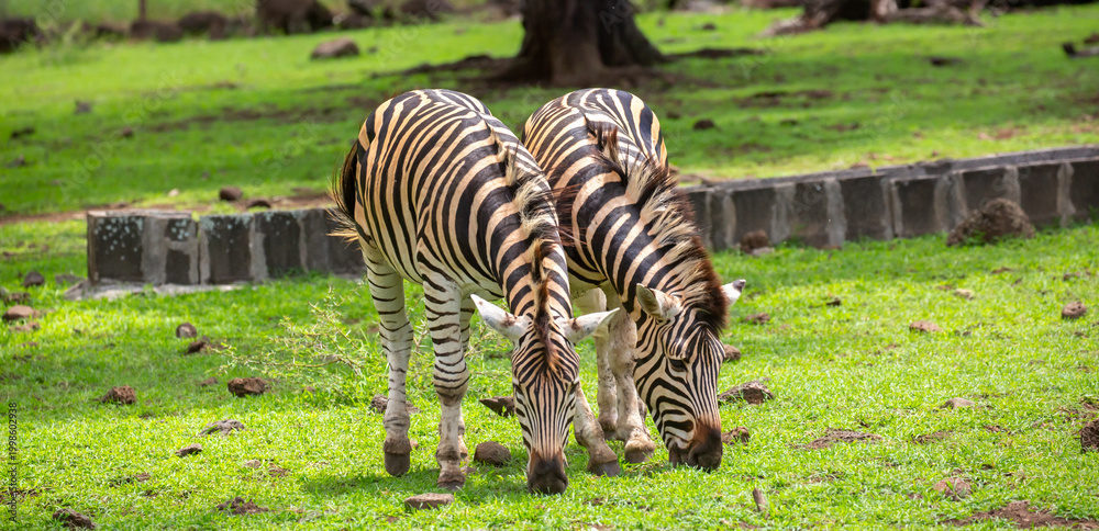 Naklejka premium Zebras walking in a green meadow and eating grass. African zebras in the savannah. Wild animals in their natural habitat.