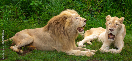 A close-up of a lion and lioness against a backdrop of green grass. A majestic pair of African lions rest and observe the jungle. These mighty African wild animals are in their natural habitat.
