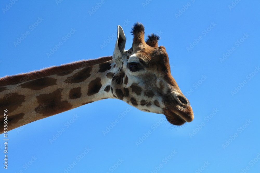 Fototapeta premium Close-up giraffe portrait looking at camera, wildlife conservation concept