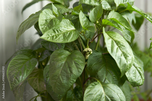 Foto Sweet pepper seedlings with a flower in a container on the balcony