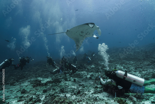 scuba diver and manta