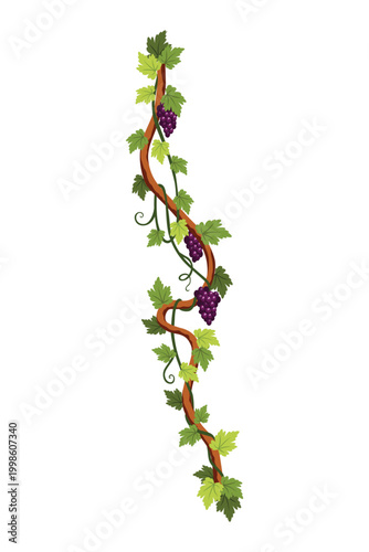 Grape bunch. Cluster of berries and leaves. Grape vine, decorative climbing plant. Fruit, growing healthy food isolated on white background